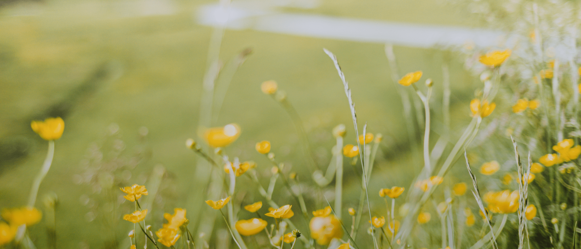Blumenwiese